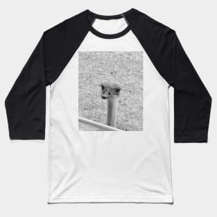 Peeping Ostrich Baseball T-Shirt